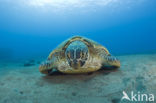 Green Turtle (Chelonia mydas) 