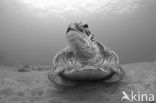 Green Turtle (Chelonia mydas) 