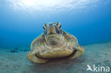 Green Turtle (Chelonia mydas) 