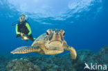 Green Turtle (Chelonia mydas) 