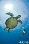 Green Turtle (Chelonia mydas) 