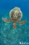 Green Turtle (Chelonia mydas) 