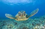 Green Turtle (Chelonia mydas) 