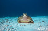 Soepschildpad (Chelonia mydas) 