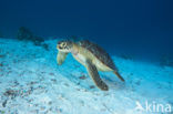 Green Turtle (Chelonia mydas) 