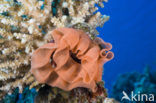 Spanish dancer (Hexabranchus sanguineus)