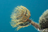 Fanworm (Spirographis spallanzanii)