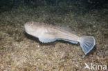 Atlantic stargazer (Uranoscopus scaber)