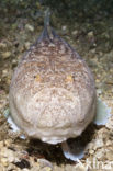 Sterrenkijker (Uranoscopus scaber)