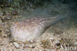 Atlantic stargazer (Uranoscopus scaber)