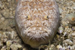 Atlantic stargazer (Uranoscopus scaber)