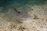 Atlantic stargazer (Uranoscopus scaber)