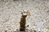 Stone Tube Worm (Eupolymnia nebulosa)