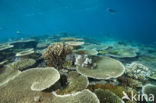 Table coral (Acropora spec)