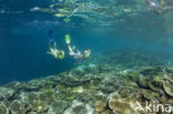 Table coral (Acropora spec)