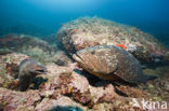 Dusky grouper (Epinephelus marginatus) 