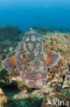 Dusky grouper (Epinephelus marginatus) 