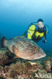 Dusky grouper (Epinephelus marginatus) 