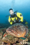 Tandbaars (Epinephelus marginatus) 