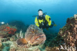 Dusky grouper (Epinephelus marginatus) 