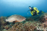 Dusky grouper (Epinephelus marginatus) 