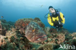 Dusky grouper (Epinephelus marginatus) 