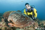 Tandbaars (Epinephelus marginatus) 