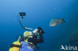 Tandbaars (Epinephelus marginatus) 