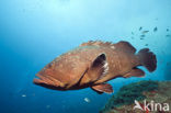 Dusky grouper (Epinephelus marginatus) 