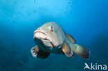 Dusky grouper (Epinephelus marginatus) 