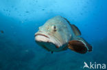 Dusky grouper (Epinephelus marginatus) 