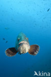 Dusky grouper (Epinephelus marginatus) 