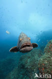 Dusky grouper (Epinephelus marginatus) 