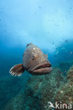 Tandbaars (Epinephelus marginatus) 