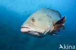 Tandbaars (Epinephelus marginatus) 