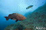 Dusky grouper (Epinephelus marginatus) 