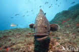 Dusky grouper (Epinephelus marginatus) 