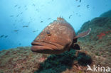 Tandbaars (Epinephelus marginatus) 