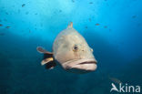 Dusky grouper (Epinephelus marginatus) 