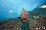 Dusky grouper (Epinephelus marginatus) 