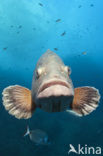 Dusky grouper (Epinephelus marginatus) 