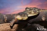 Timor python (Python timoriensis)