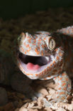 Tokeh (Gekko gecko)