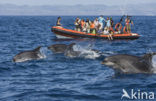 Bottlenose Dolphin (Tursiops truncatus)