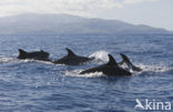 Bottlenose Dolphin (Tursiops truncatus)