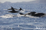 Bottlenose Dolphin (Tursiops truncatus)