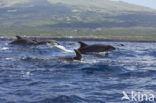 Bottlenose Dolphin (Tursiops truncatus)