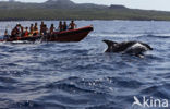 Bottlenose Dolphin (Tursiops truncatus)