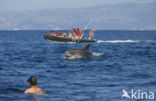 Bottlenose Dolphin (Tursiops truncatus)