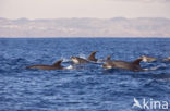 Bottlenose Dolphin (Tursiops truncatus)